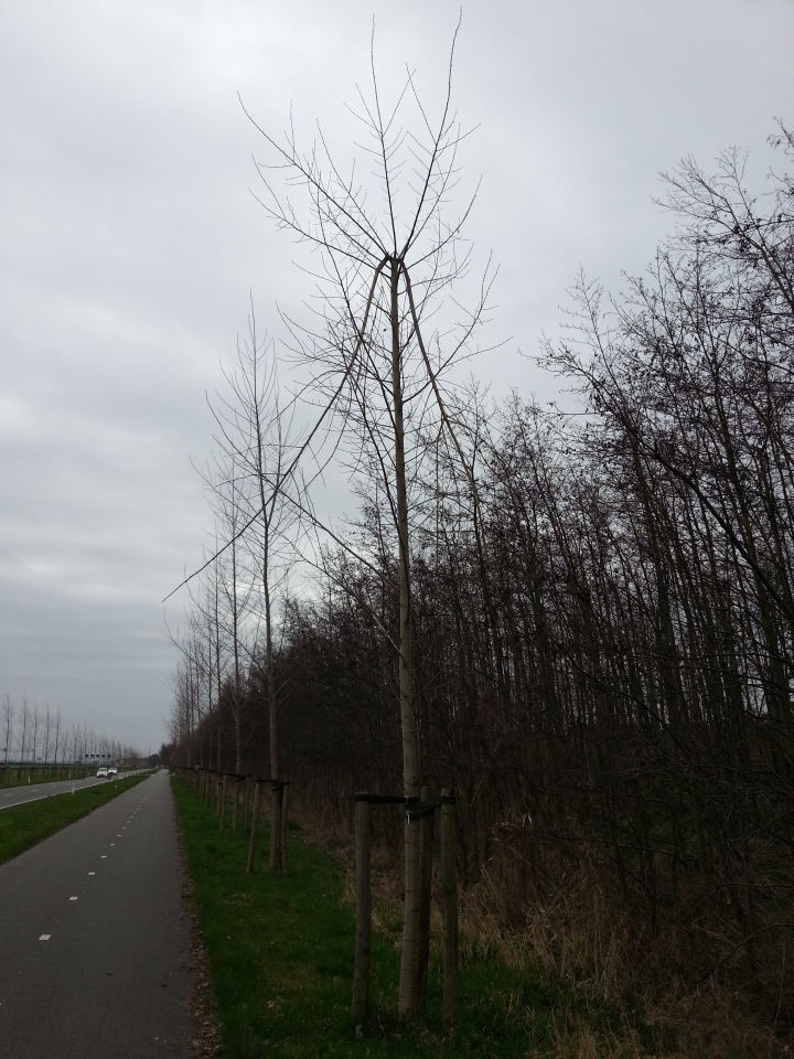 Vreemde breuk in boom na waarneming lichtbol foto